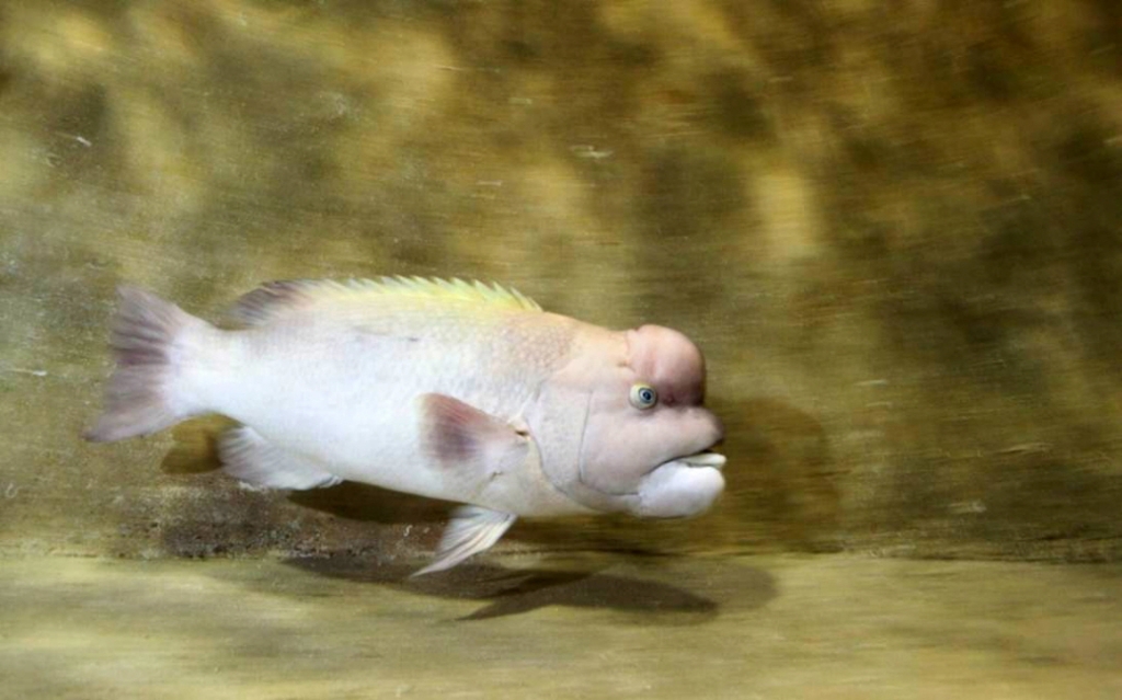 낚시할 때 짜릿한 손맛을 안겨주는 혹돔. 실제 맛은 별로다. /사진=국립수산과학원