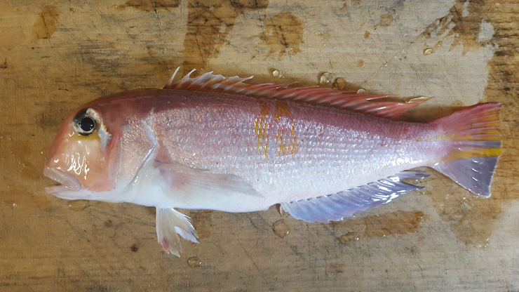 반건조 상태로 주로 유통되는 옥돔. /사진=국립수산과학원