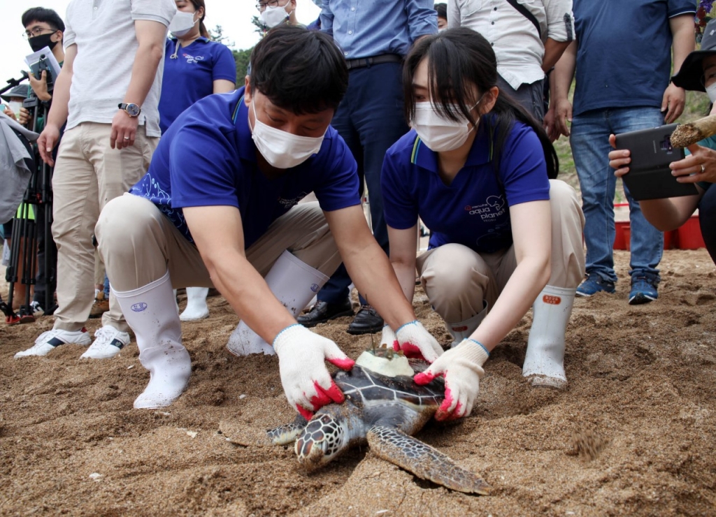 지난해 한화 아쿠아플라넷 여수와 해양수산부가 제주 중문색달해변에서 멸종위기종인 바다거북 18마리를 방류한 모습. /사진=아쿠아플라넷