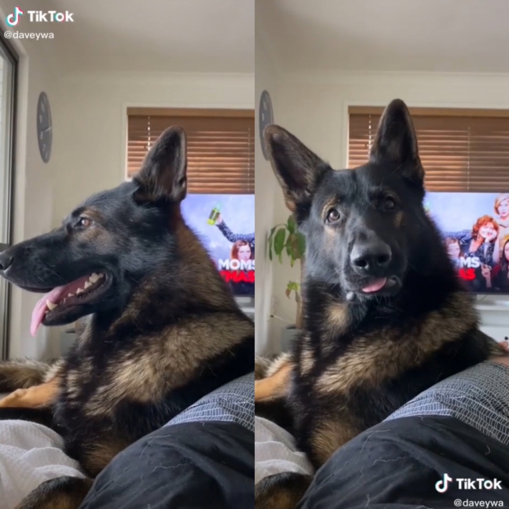 호주에서 경찰견으로 근무하다 은퇴한 뒤 한 가정집에 입양된 반려견이 '코카인'(마약)이란 단어에 즉각 반응하는 영상이 온라인 상에서 화제다. /사진=틱톡 영상 캡처