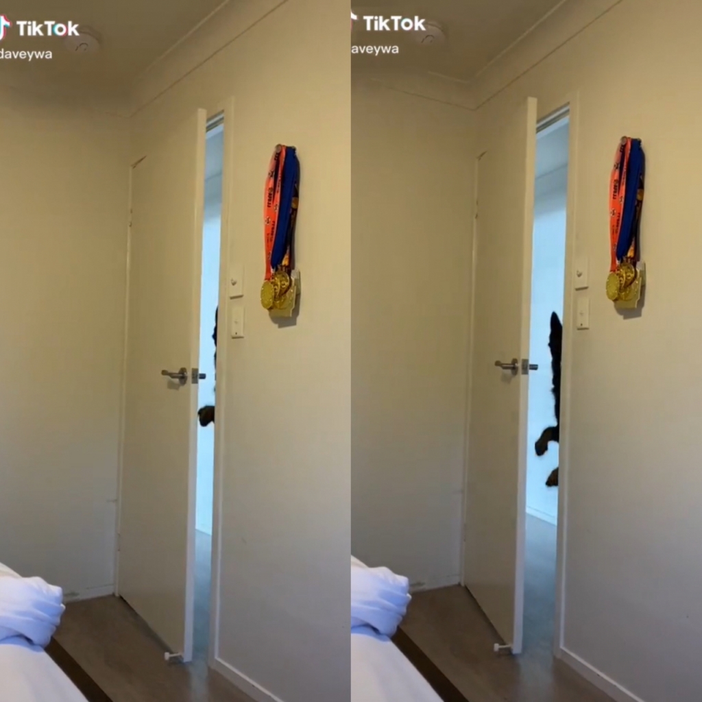 호주에서 경찰견으로 근무하다 은퇴한 뒤 한 가정집에 입양된 반려견이 '코카인'(마약)이란 단어에 즉각 반응하는 영상이 온라인 상에서 화제다. /사진=틱톡 영상 캡처