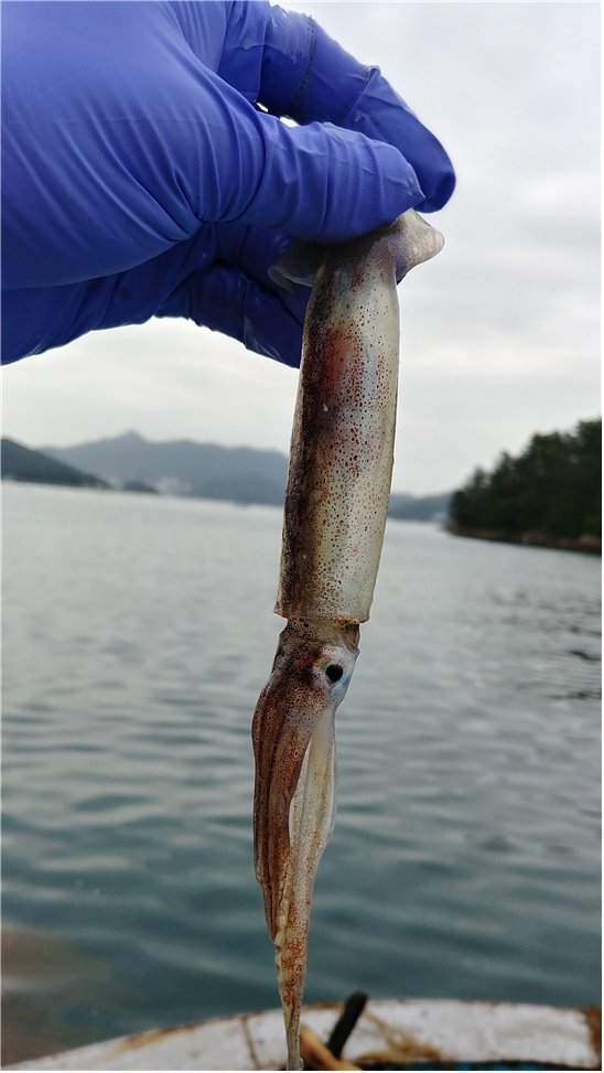 손바닥보다 작은 어린 살오징어(총알오징어). 이렇게 작은데 잡아먹고 싶습니까. /사진=국립수산과학원