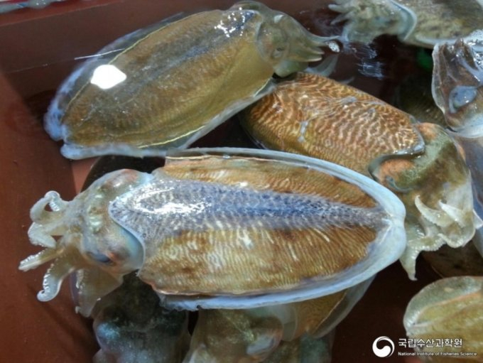 참갑오징어는 몸 색깔뿐 아니라 형태가지 변신해 다른 생물종을 따라할 수 있다. 종종 그런 방식으로 먹이를 유혹해 잡아먹는다. /사진=국립수산과학원