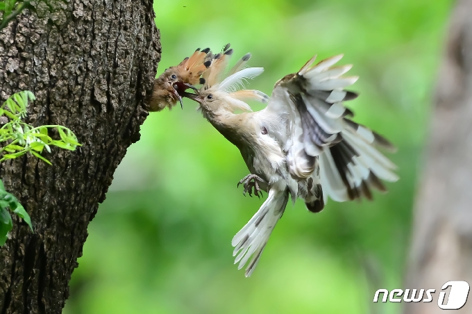 깃털이 흰색인 후투티가 12일 경북 경주시 옥산서원 인근 나무에서 새끼들에게 먹잇감을 물어다 주고 있다. 2021.5.12 /뉴스1 © News1 최창호 기자