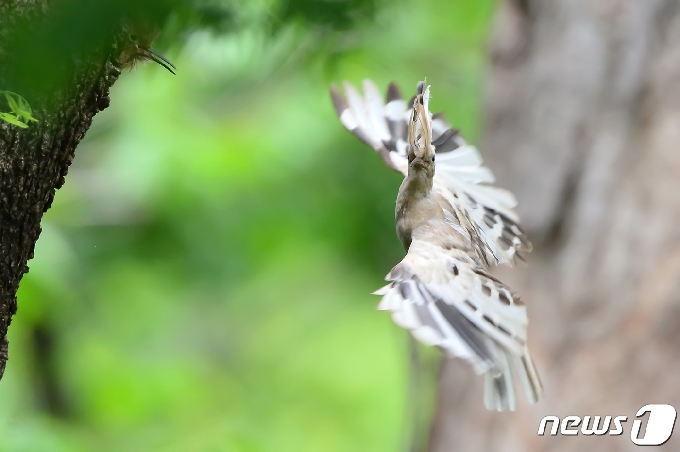 깃털이 흰색인 후투티가 12일 경북 경주시 옥산서원 인근 나무에서 새끼들에게 먹잇감을 물어다 준 후 둥지를 떠나고 있다.  2021.5.12 /뉴스1 © News1 최창호 기자