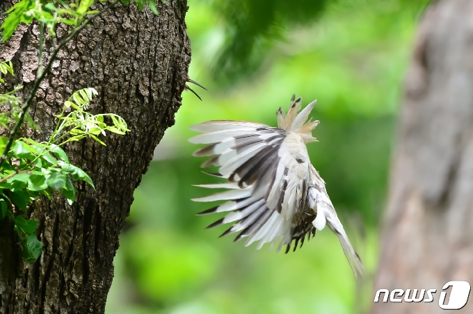 깃털이 흰색인 후투티가 12일 경북 경주시 옥산서원 인근 나무에서 새끼들에게 사냥한 먹잇감을 부지런히 물어다 주고 있다.2021.5.12 /뉴스1 © News1 최창호 기자