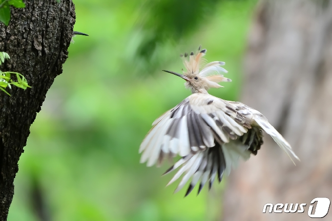 깃털이 흰색인 후투티가 12일 경북 경주시 옥산서원 인근 나무에서 새끼들에게 먹잇감을 물어다 준 후 둥지 주변을 살피고 있다. 2021.5.12 /뉴스1 © News1 최창호 기자