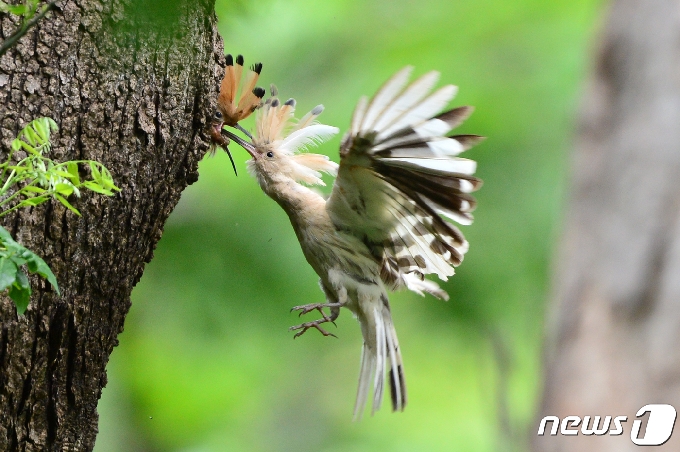 깃털이 흰색인 후투티가 12일 경북 경주시 옥산서원 인근 나무에서 새끼들에게 먹잇감을 물어다 주고 있다..2021.5.12/뉴스1 © News1 최창호 기자