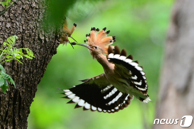 12일 경북 경주시 옥산서원 고목나무에서 여름새 후투티가 새끼들에게 멋잇감을 물어다 주고 있다. .2021.5.12 /뉴스1 © News1 최창호 기자