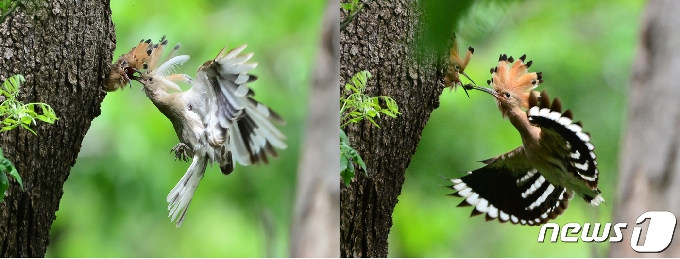 국내 언론 최초로 몸통과 깃털이 흰색인 알비노 후투티가 12일 경북 경주시 옥산서원에서 육추(育雛)하는 모습이 카메라에 잡혔다. 성조 두 마리 중 한 마리의 깃털이 흰색으로 뒤덮혀 있다..2021.5.12 /뉴스1 © News1 최창호 기자