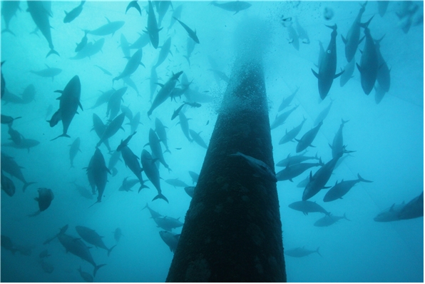 가두리양식장 안에서 유영중인 30㎏급 참다랑어. /사진=국립수산과학원