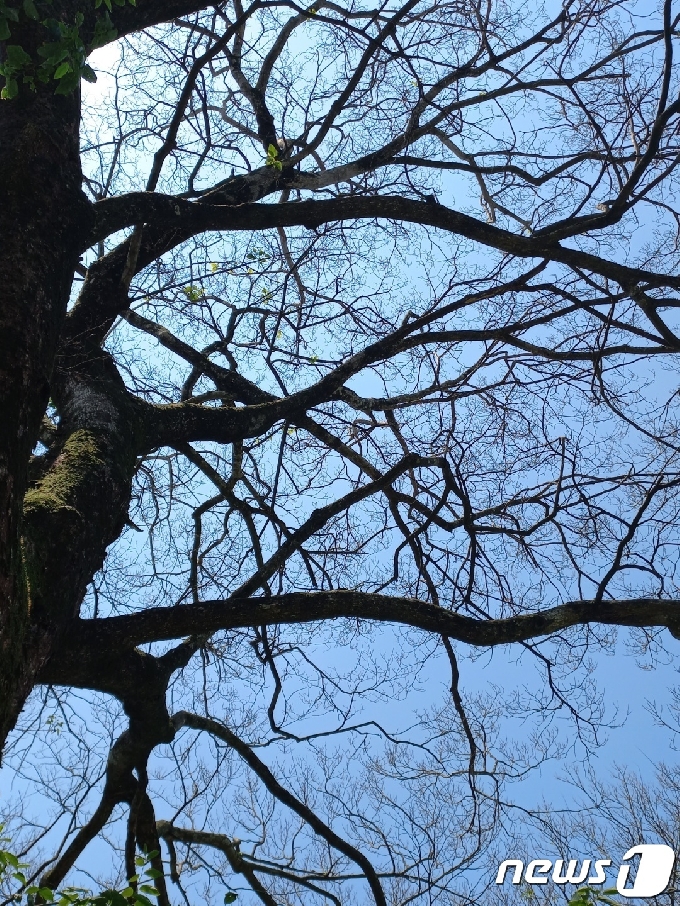5월 말로 접어들었지만 잎을 피우지 못하고 고사가 진행중인 담양 관방제림 푸조나무. 2021.5.22/뉴스1 © News1