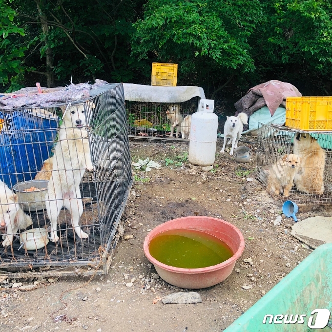 50대 여성을 습격해 사망케 한 장소 바로 앞 '개 사육장'에 갇힌 개들© 뉴스1 (사진 및 영상=이상휼 기자)