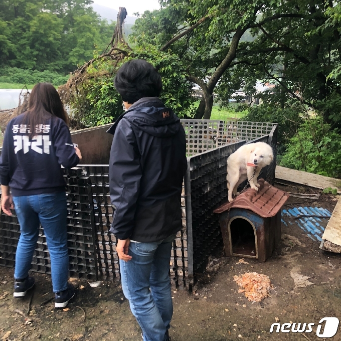 50대 여성을 습격해 사망케 한 장소 바로 앞 '개 사육장'에 갇힌 개들© 뉴스1