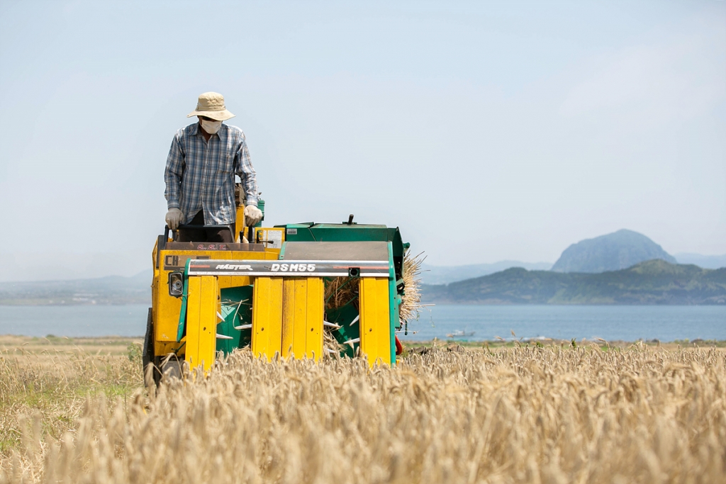 1일 농부 김동옥씨가 가파도 보리밭에서 찰보리를 수확하고 있다. 
