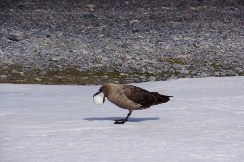 펭귄알을 훔쳐먹는 남극도둑갈매기. /사진=극지연구소
