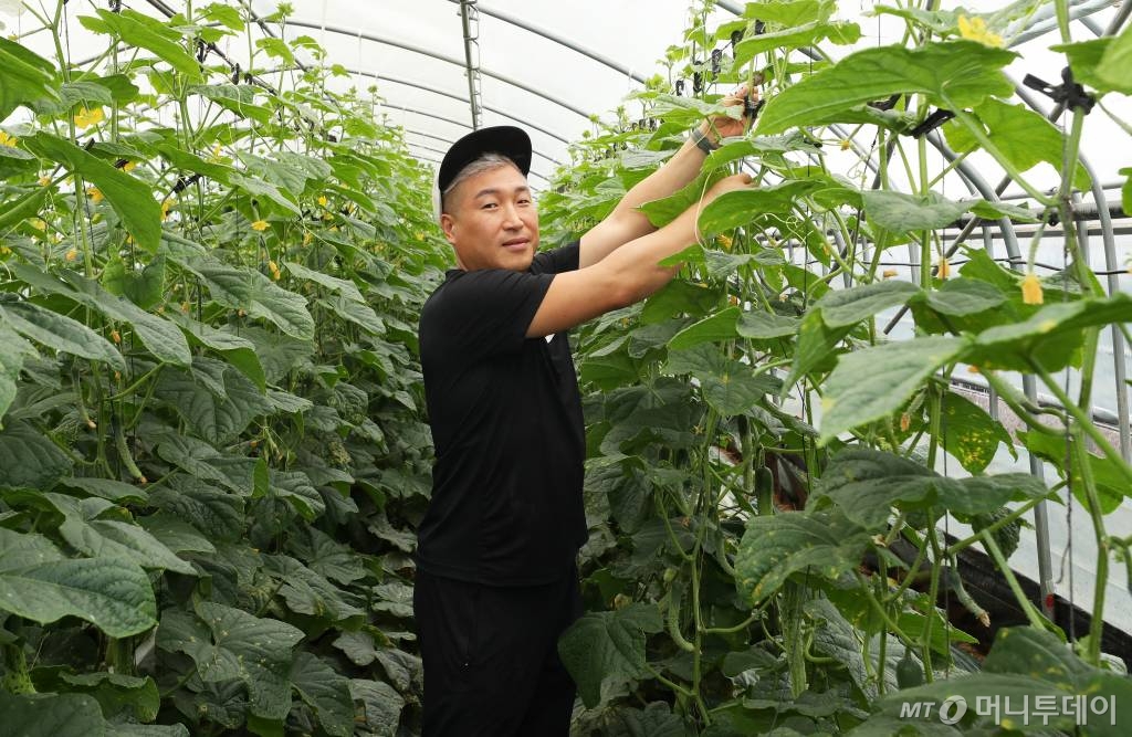 그린랩스의 스마트팜 솔루션 '팜모닝'을 도입한 이경주 해밀팜 대표가 비밀하우스에서 재배하는 오이를 만지고 있다.  /사진=김휘선 기자 hwijpg@