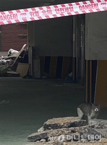 적막한 빌라 주차장에서, 가만히 날 응시하던 동네 고양이. 안전제일, 위험이라고 경고까지 해뒀는데. 무슨 일이 벌어진 건지, 아마도 전혀 모를 거라고./사진=남형도 기자