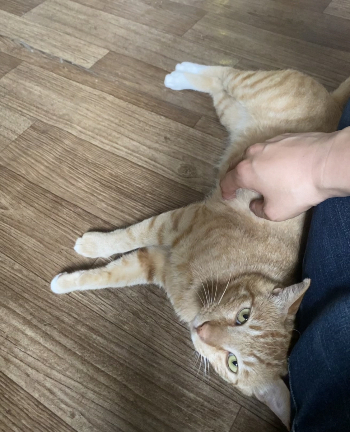 고양이 쉼터에 머물고 있는 치즈냥이. 돌봐주는 사이 개냥이가 다 되어, 이렇게 살갑게 군다고./사진=남형도 기자