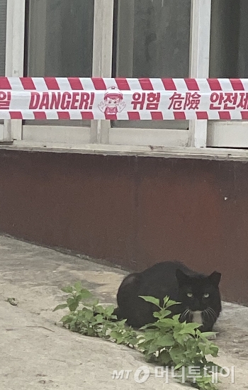 콘크리트 바닥에 쪼그려 앉아 있던, 재건축 구역의 까만 냥이./사진=남형도 기자