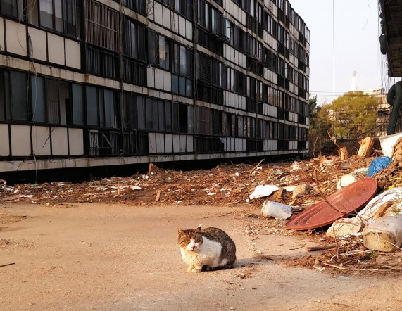재건축 단지에 앉아 있는 고양이./사진=카라
