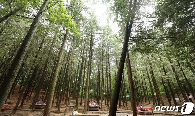 편백나무숲./뉴스1 © News1