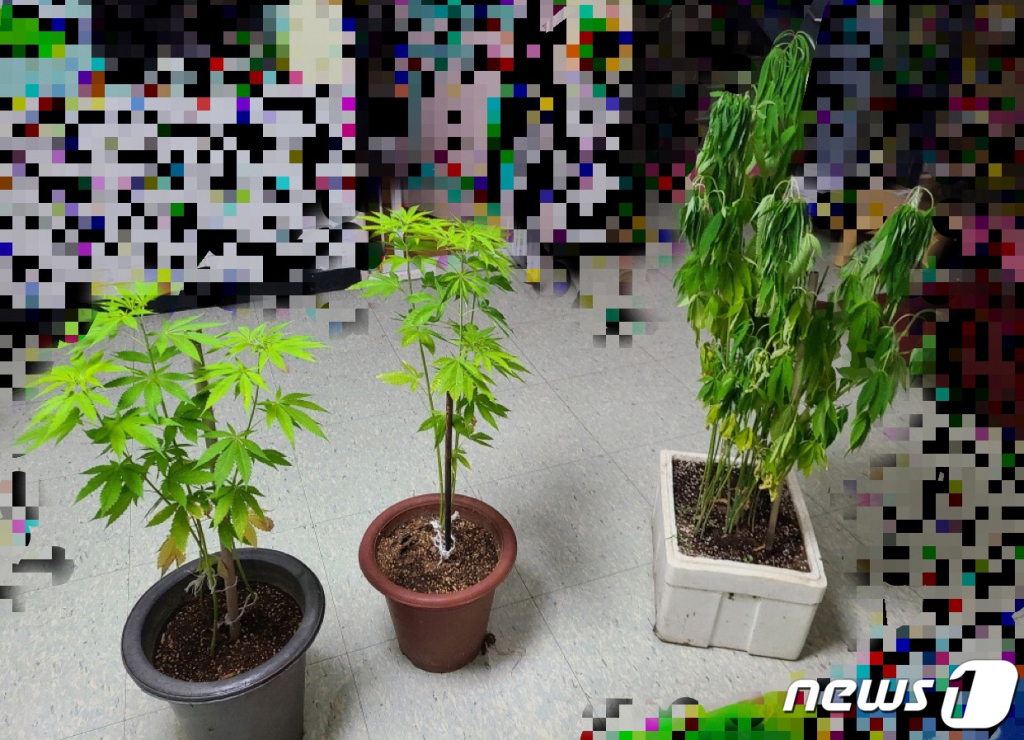 (서울=뉴스1) = 해양경찰청은 공유수면인 해안가 습지와 어린이집 등에서 대마를 재배 및 흡연해 온 일당을 검거혔다고 2일 밝혔다.해양경찰은 습지생태공원 갯벌과 인접한 공유수면, 영유아 보육기관인 어린이집 안에서 대마를 재배하고, 상습적으로 대마를 흡연한 A씨(50대) 등 5명을 마약류 관리에 관한 법률 위반 혐의로 구속 송치, 또 대마를 상습적으로 흡연하고 매매행위를 한 B씨(40대) 등 14명을 같은 혐의로 검거했다. 사진은 검거된 일당이 어린이집에서 재배한 대마. (해양경찰청 제공) 2021.8.2/뉴스1  