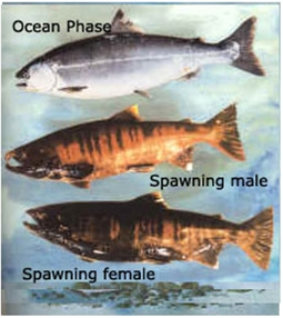 평상시와 시마연어와 산란기의 시마연어. /사진=북태평양소하성어류위원회(NPAFC)