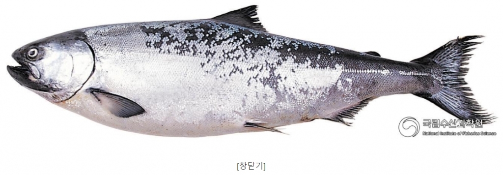 왕연어. /사진=국립수산과학원