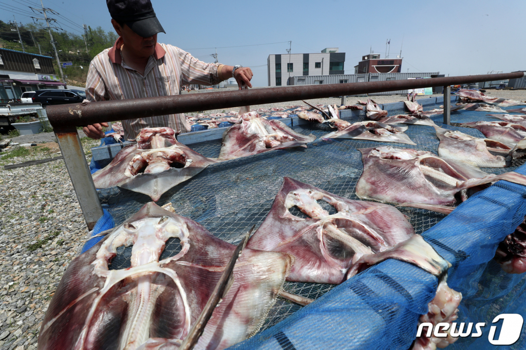 2019년 5월 23일 인천광역시 옹진군 대청면 선진포항 물량장에서 주민이 홍어와 간재미를 말리고 있다. /사진=뉴스1