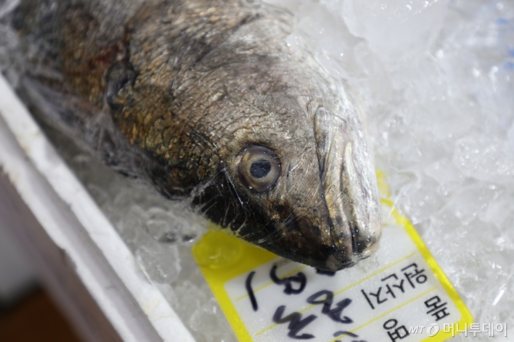 큰민어(중국산 민어), 시장에서 중국산 민어라고 불리지만 사실 민어와 관련 없는 종이다/사진=머니투데이 MT해양