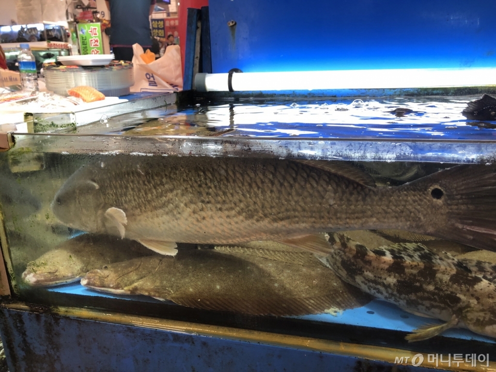 점성어, 꼬리의 점에 주목/사진=머니투데이 MT해양