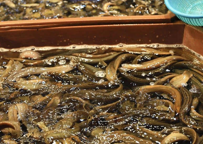 미꾸라지/사진=게티이미지뱅크