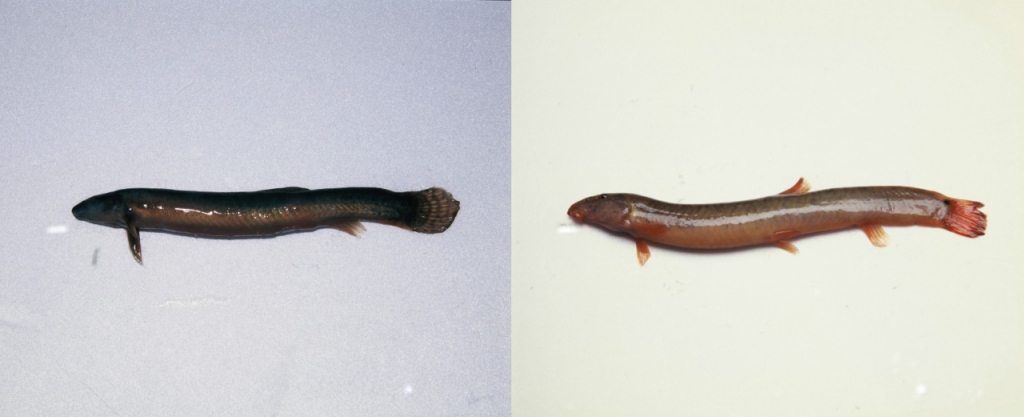 좌:미꾸라지 우:미꾸리(새코미꾸리)/사진=게티이미지뱅크