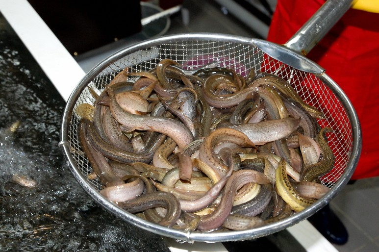 미꾸라지/사진=게티이미지뱅크