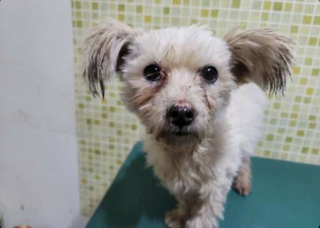 보호소에 있을 땐, 이런 모습이었습니다. 같은 강아지란 게 믿어지지 않지요?/사진=삐용이 보호자님