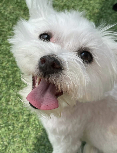 그저 평범히, 행복하게, 오래오래 살기를./사진=삐용이 보호자님