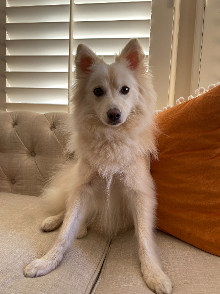 유기견이라 다른 건 없다. 착하고, 사랑 받는 걸 좋아하고, 뛰어노는 게 좋고, 그저 그뿐이다./사진=크림이 보호자님