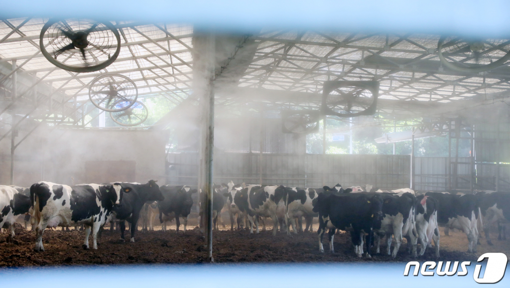 (완주=뉴스1) 유경석 기자 = 폭염이 기승을 부린 21일 전북 완주군 한 축사에서 젖소들이 안개분무기 아래에서 더위를 식히며 힘겨운 여름나기를 하고 있다. 2021.7.21/뉴스1  