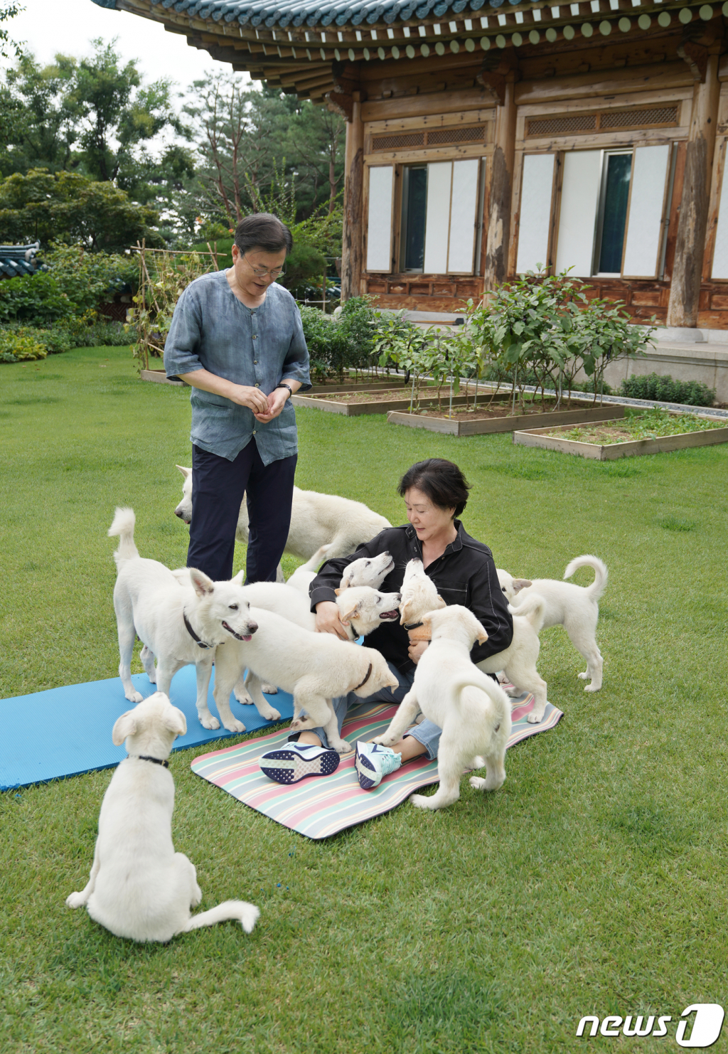 (서울=뉴스1) 유승관 기자 = 문재인 대통령과 김정숙 여사가 지난 8월 29일 관저 앞 마당에서 풍산개들과 시간을 보내고 있다.  문 대통령은 이날 사회관계망서비스(SNS)에 