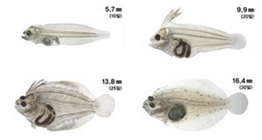 부화 후 20일 이후 변태과정을 거치며 몸이 납작해지고, 오른쪽 눈이 이동해 몸의 왼쪽에 두 눈이 위치한다. /사진=넙치 자어의 발달과정