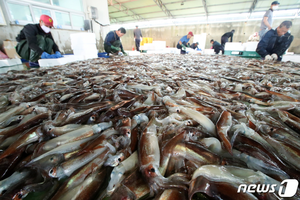 지난 6월27일 경북 포항시 남구 구룡포항에서 어민들이 갓 잡아온 오징어를 선별하고 있다./사진= 뉴스1
