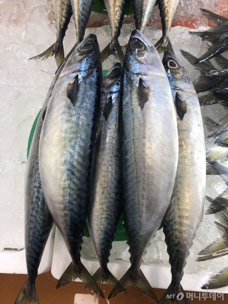 싱싱한 고등어는 눈알이 투명하고 맑은 것으로 골라야 한다/사진=머니투데이