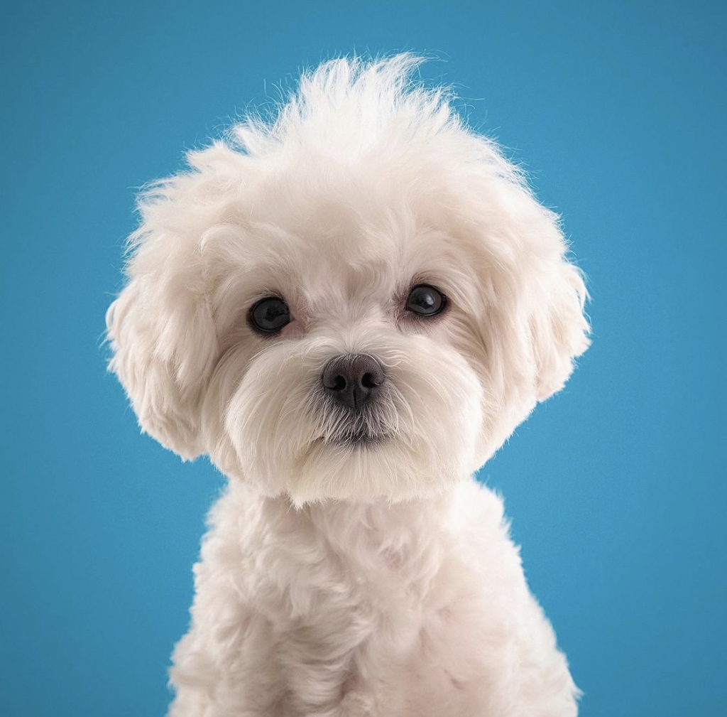 땅콩이 스튜디오 사진./사진=땅콩이 보호자님 (인스타그램 @peanut_ddangkongs)