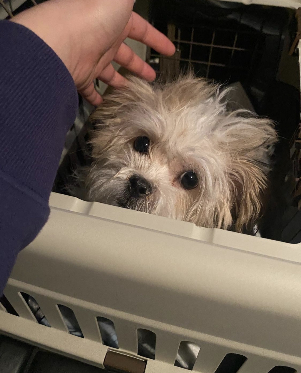 땅콩이처럼 밀양시 유기견 보호소에 있었던 쁘띠. 땅콩이 보호자가 임보해, 새 가족을 찾아줬다./사진=땅콩이 보호자님 (인스타그램 @peanut_ddangkongs)