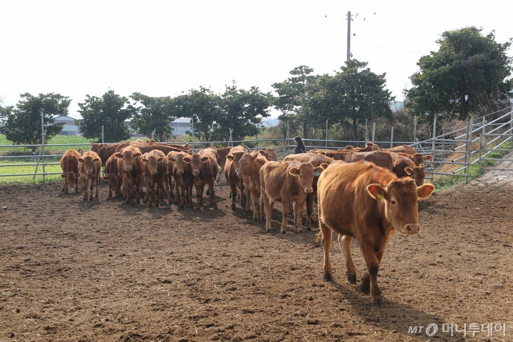 만희농장 /사진=정혁수