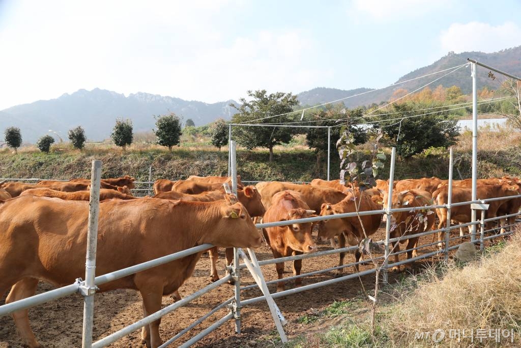 해남 만희농장 /사진=정혁수
