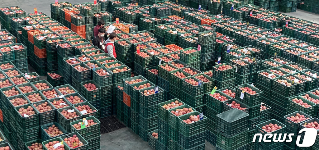 (안동=뉴스1) 공정식 기자 = 경북 안동시농산물도매시장에서 경매를 앞두고 저장고에서 나온 사과 선별작업이 한창이다. 2021.2.24/뉴스1