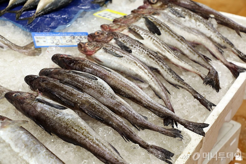 대구/사진=MT해양