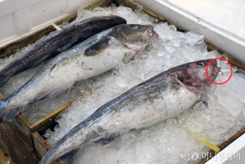 대구의 아래턱 앞 끝에 한가닥의 수염이 나 있는 것이 특징이다/사진=MT해양